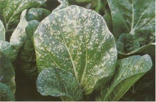 遇到肥料用多烧苗的补救方法,肥料使用过度怎么办