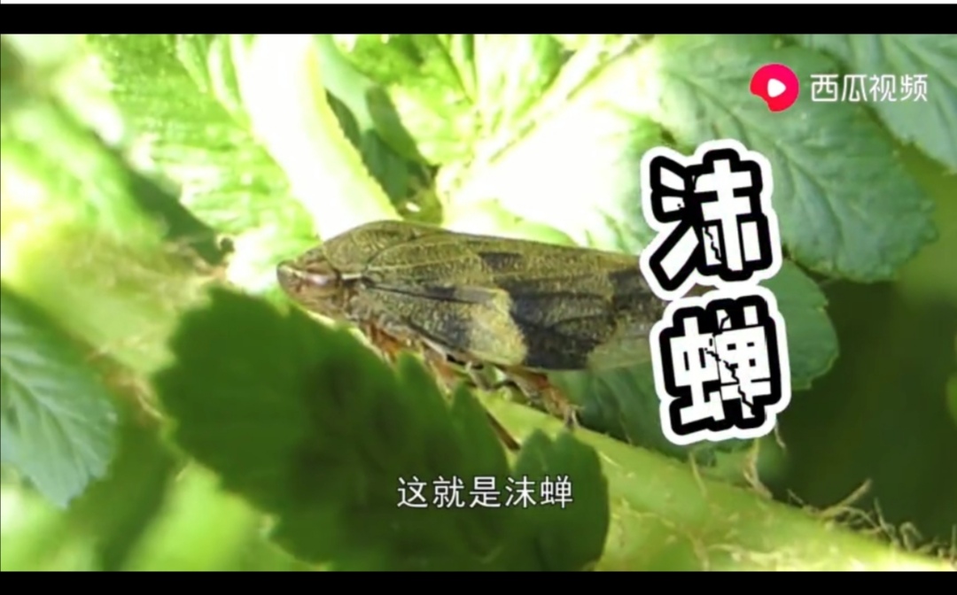 成都出现“鱼吃荷花”奇景?西瓜视频带你看拥有超能力的神奇生物