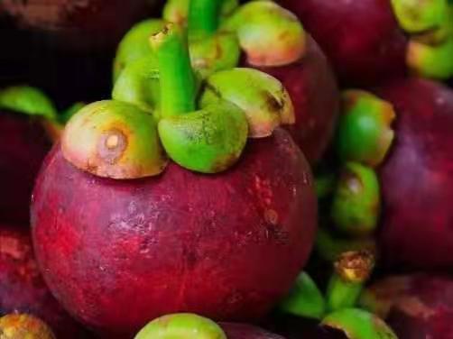 山竹几月份是应季水果,适合夏天吃的水果山竹挑选