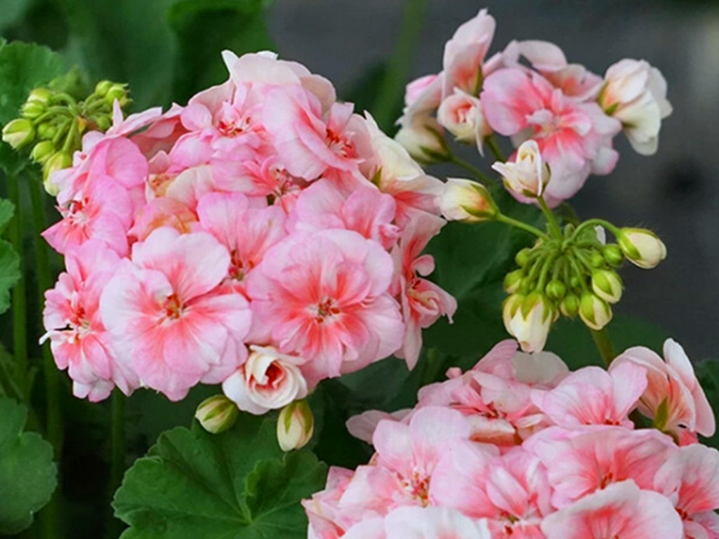 冬天买的带花苞的栀子花怎么养,冬天杜鹃花的花苞蔫了怎么补救