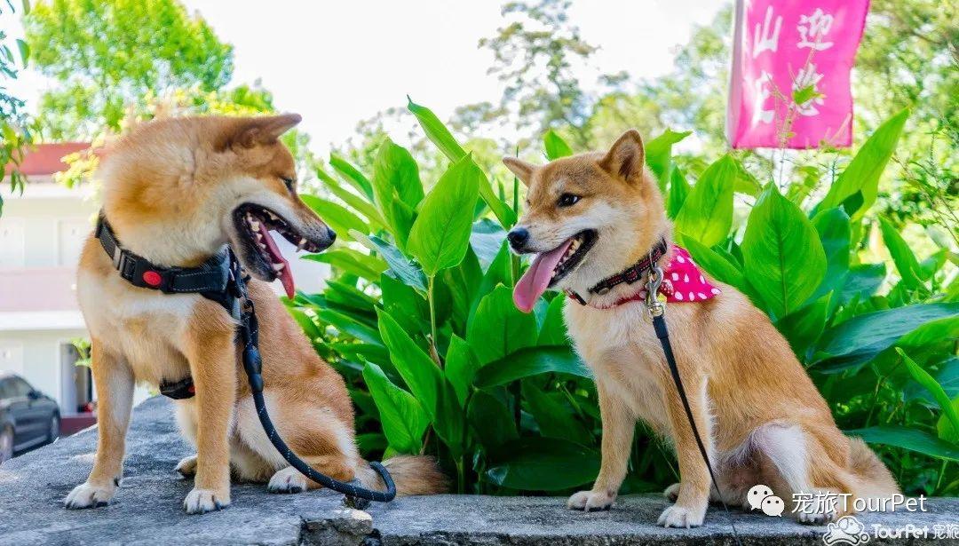 带着宠物去旅行的日常生活,想带着宠物一起旅游哪种好