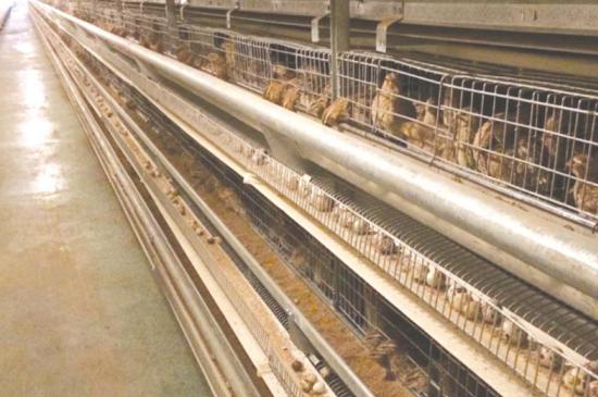 高温天气养殖风险大吗,夏天养鹌鹑需要注意什么