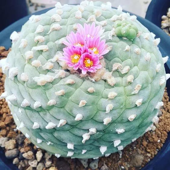 名贵植物排名前十名,十大天价的花卉