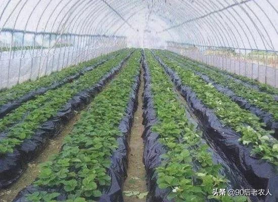 大蒜用白地膜好还是黑地膜好,种辣椒盖黑地膜好还是白地膜好