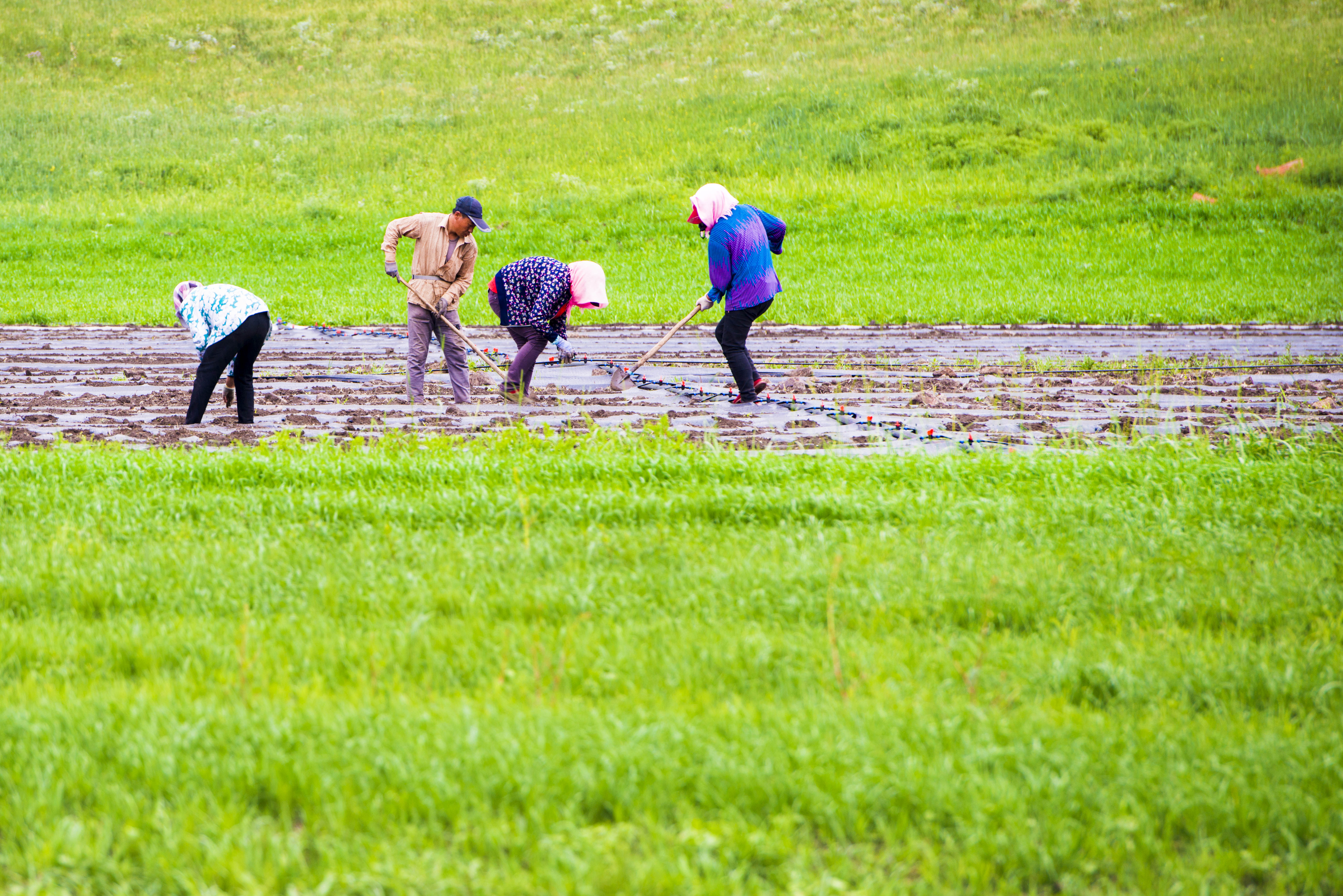 坝上草原照片高清图片,坝上草原风景图100张