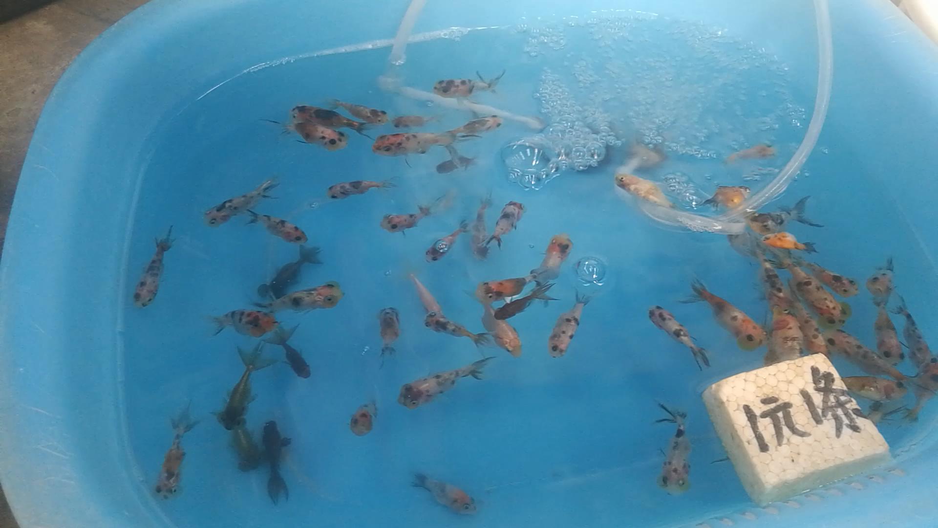 北京十里河鱼市,都说它拆了,我却看到了综合性的水族市场