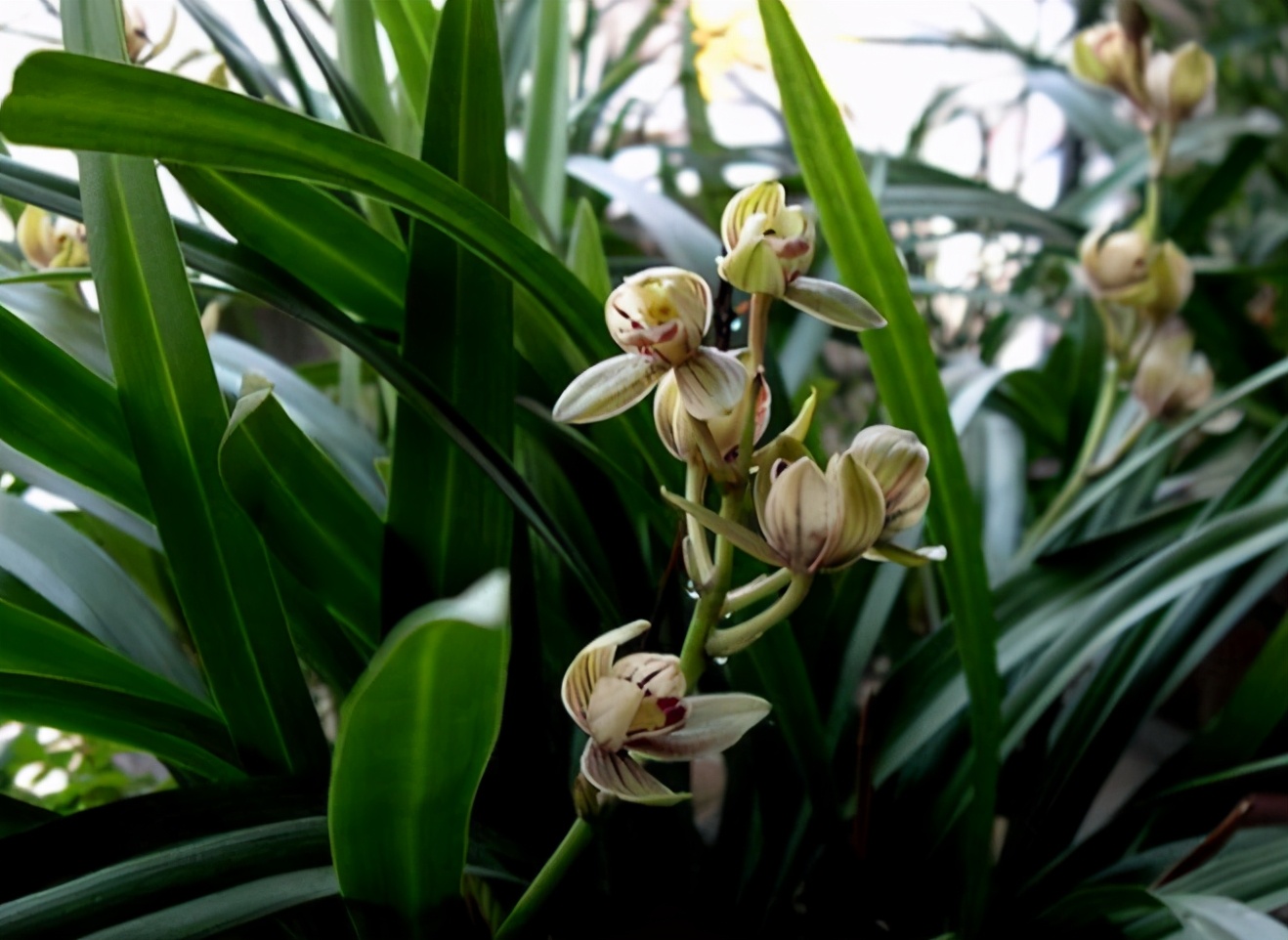 十三种最值得买的兰花黑马,最掉价的六种兰花