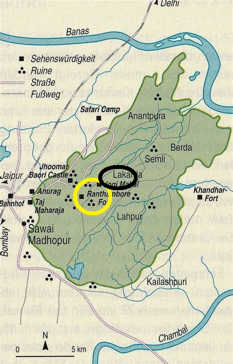 传奇虎王美元男:这只公虎两次作为“单亲奶爸”,养大了两窝虎崽