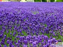 玫瑰的花语100句,一朵盛开的玫瑰花语