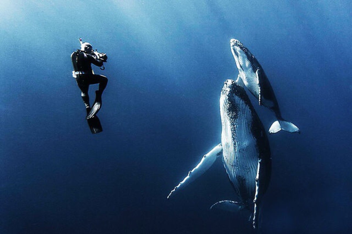 座头鲸叫声带给人的感觉,座头鲸的歌声视频