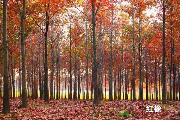 床胡桃木和橡木哪个好,桃木床好还是橡木床好