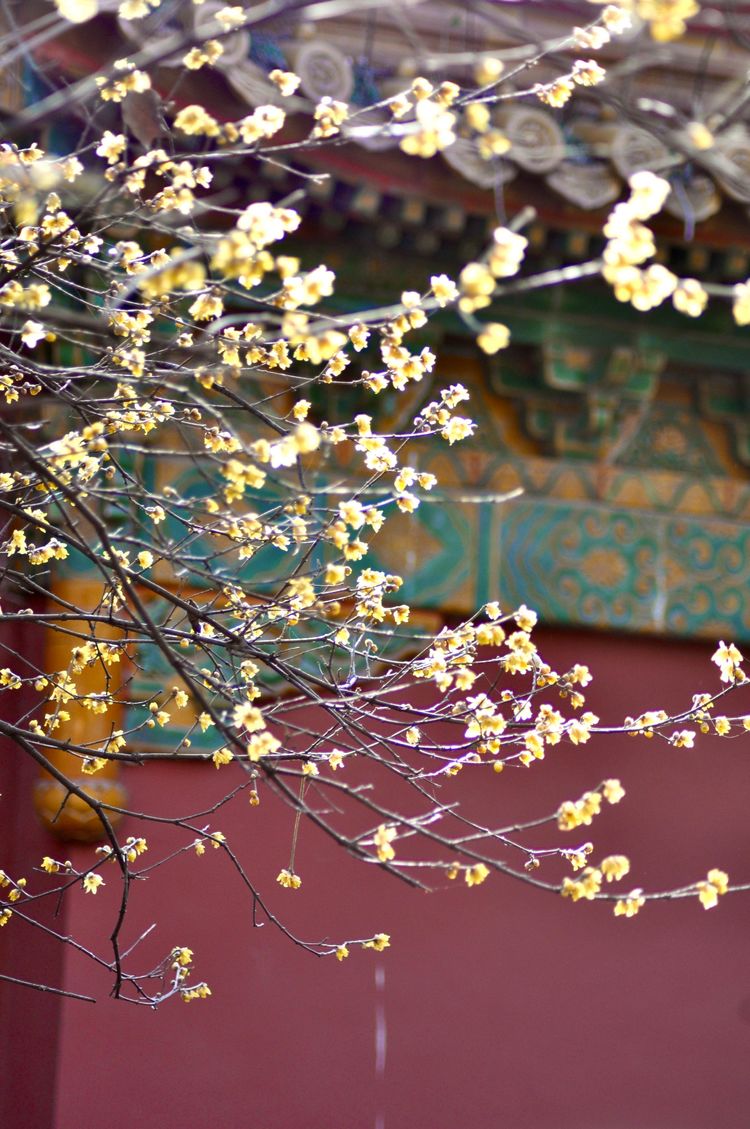 不惧严寒,不惧严寒静待春暖花开