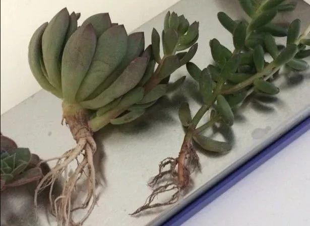 烂根的多肉可以用什么药,烂根的植物要挖出来吹干么