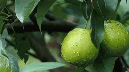 冬天气候干燥喝点什么缓解,雾霾天必备生津润燥的雪梨汤