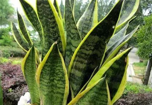 吸甲醛的植物花排名,吸收甲醛最佳的十种植物排行榜