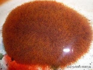 红虫伤人事件真凶,红虫事件