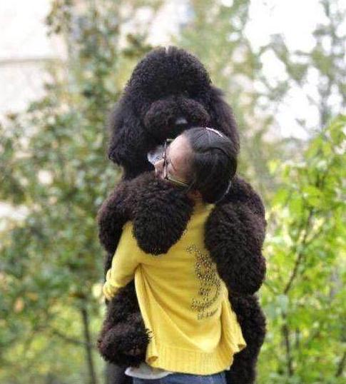 巨型贵宾犬为什么那么少人养,巨型贵宾犬怎么养比较好科普一点