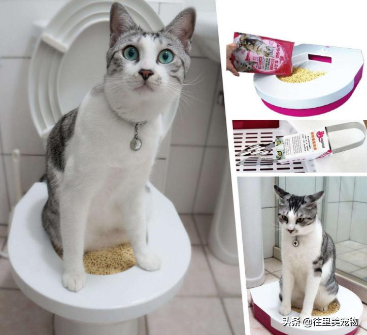 猫咪上完厕所总是有粘液,猫咪上完厕所脚上会带出粑粑