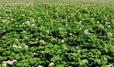 马铃薯高产栽培及病虫害防治技术,马铃薯高产栽培新技术探讨总结