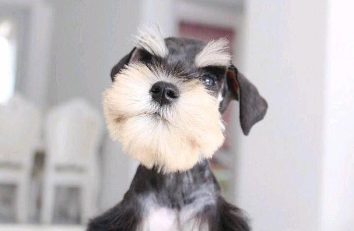 爱狗的女生性格特点雪纳瑞,雪纳瑞犬的性格