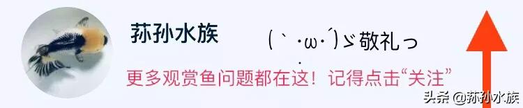 带卵黄小龙鱼的正确饲养方法,龙鱼养殖方法与注意事项