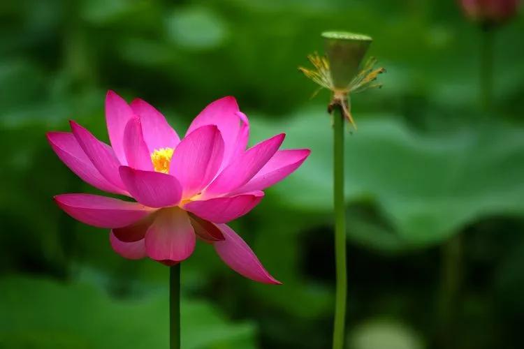 朗诵爱莲说前的开场白,朗诵爱莲说穿什么衣服好