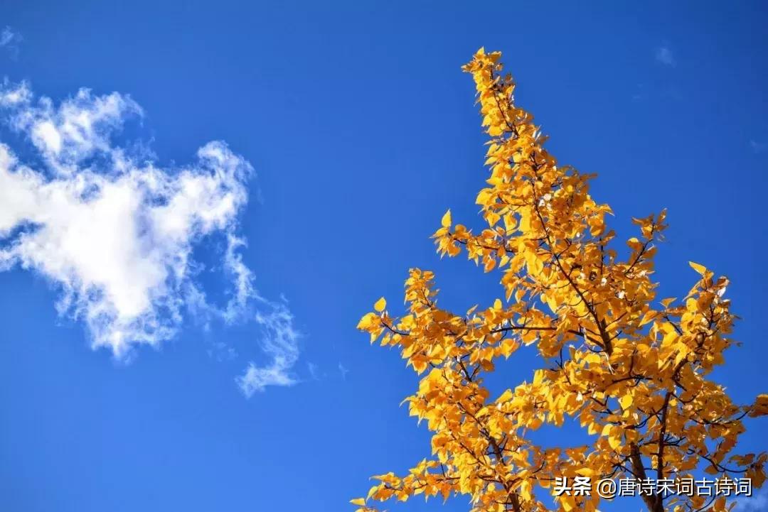 古诗喝茶的绝美诗句,诗词世上无难事