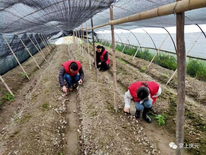 牵线搭桥助粮食销售,邮政电商助力万斤农产品