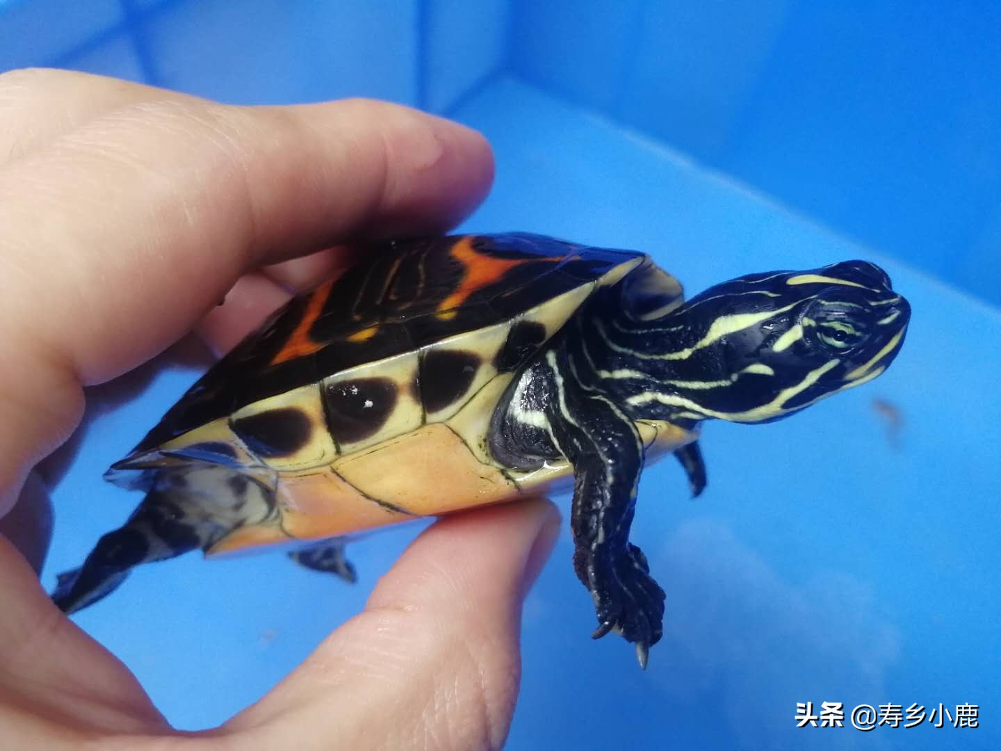 火焰龟歪头纹是怎么样的,火焰龟歪头纹有变异基因吗