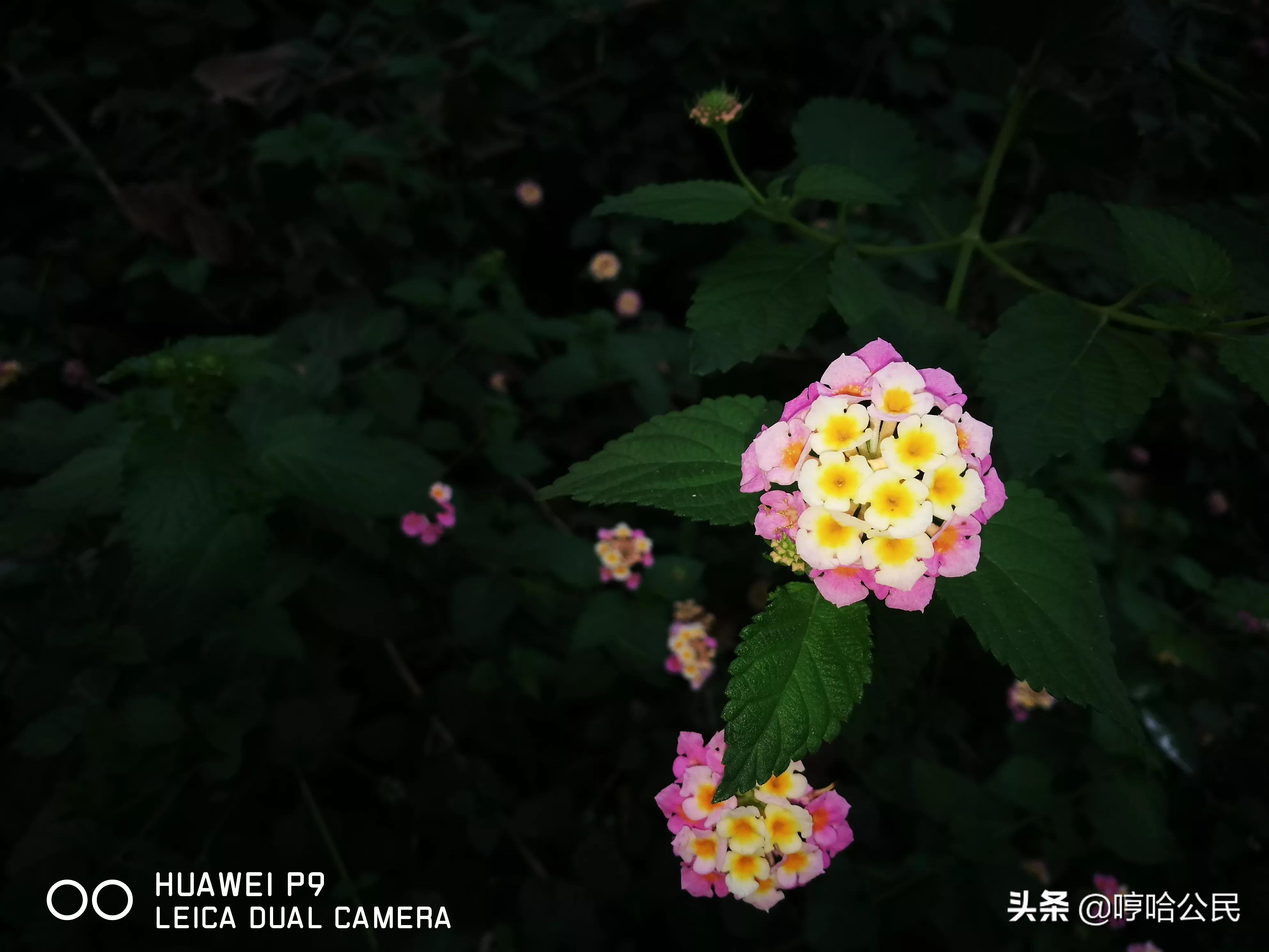 华为p9现在还值得入手吗,华为p9系列历代