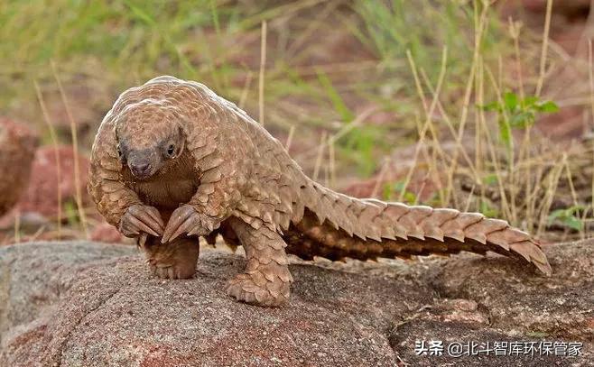 人和狗猫会交叉感染新冠吗,猫和老虎会传染新冠吗