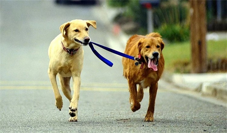 遛狗时怎么保护狗狗,遛狗防挣脱绳子