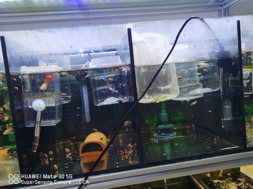 养小型鱼用套缸还是组合缸,家庭鱼生态养殖系统