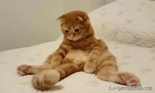 拽猫尾巴拉稀多久能好,拉猫尾巴会导致拉稀吗