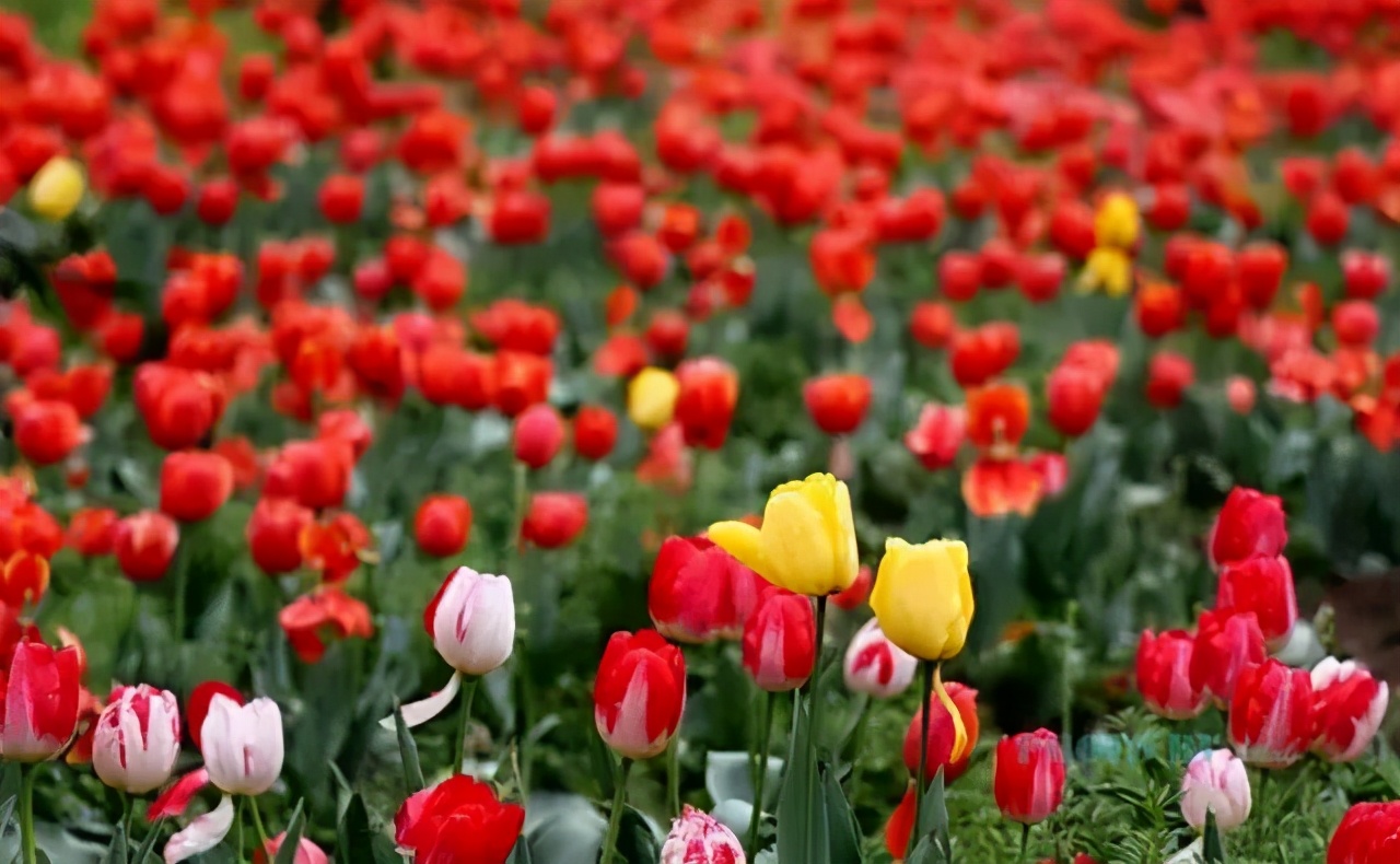 廊坊市赏花踏青第一名,廊坊赏桃花景点