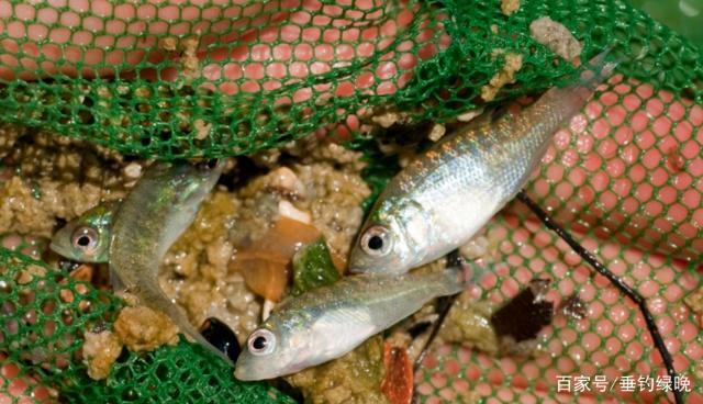 新手不会玩怎么钓鱼,新手钓鱼不会挥杆