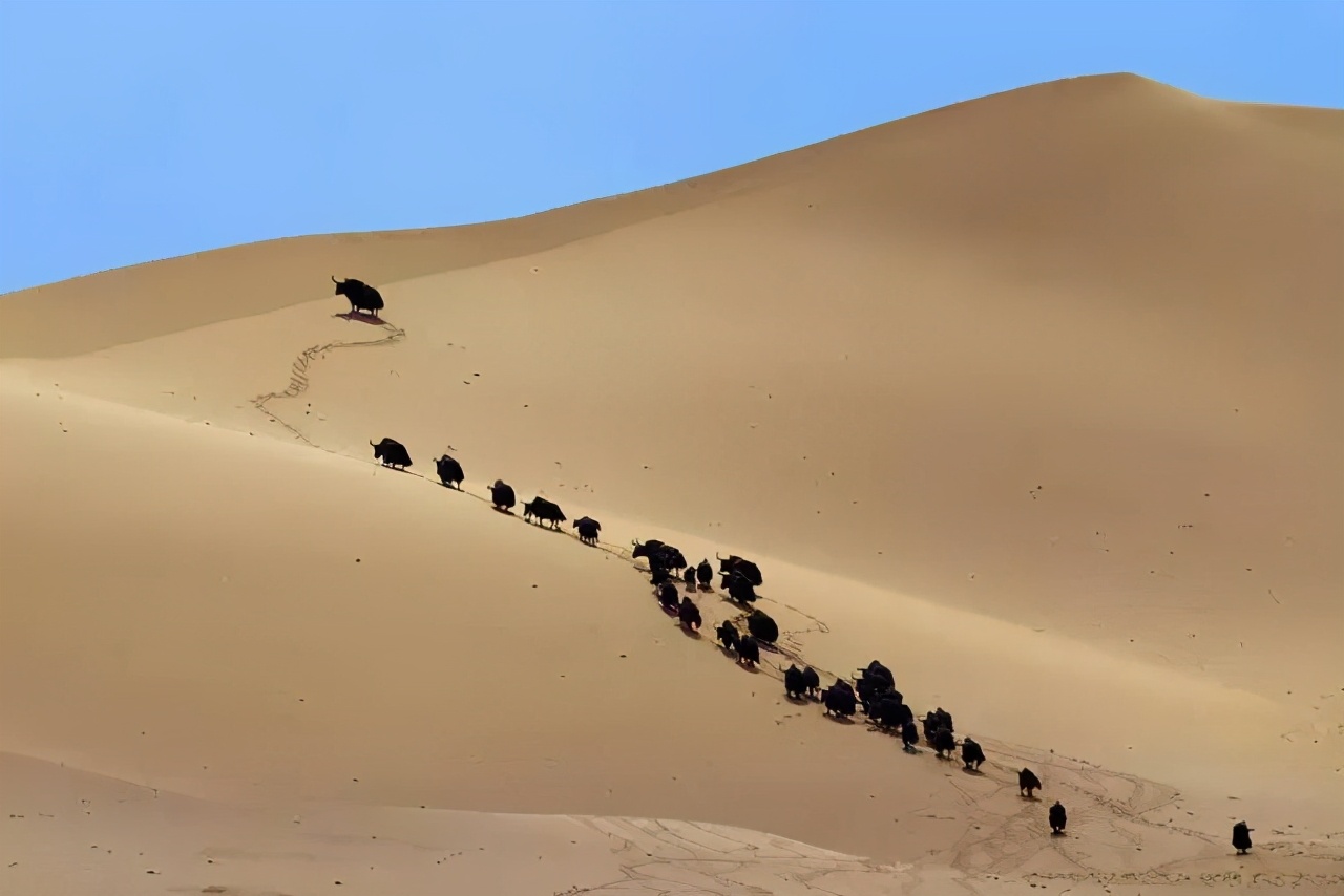 超*脑洗**！《不当医生那七天》就来新甘青看藏羚羊——原生态