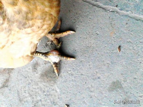 鸡肿脚趾,鸡脚底肿大流脓怎么治疗