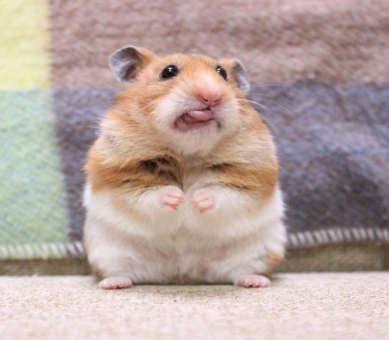 可伶仓鼠不慎骨折，不想事后诸葛亮，这四个预防措施很管用！