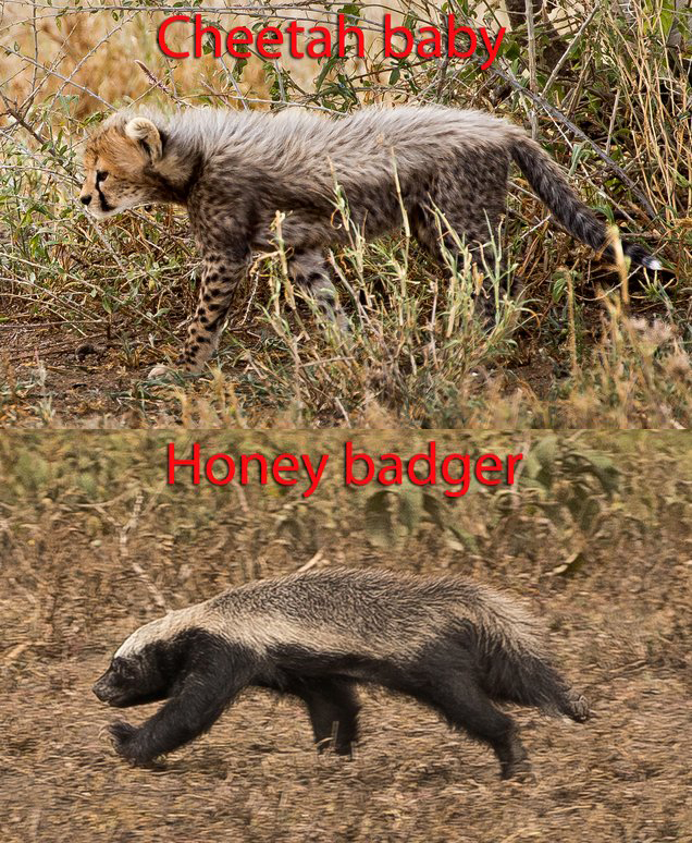 平头哥天敌蜜獾是什么,平头哥蜜獾的4大天敌