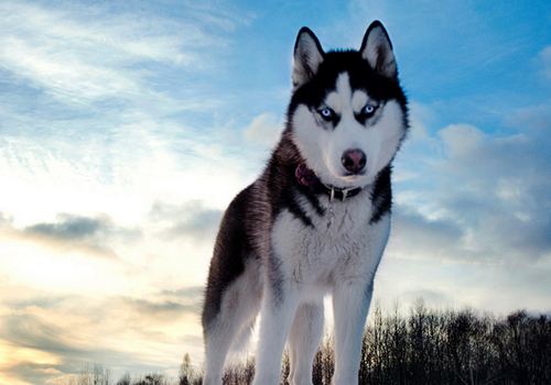 3分钟教你了解狗狗的性格,怎么告诉狗狗多喝水