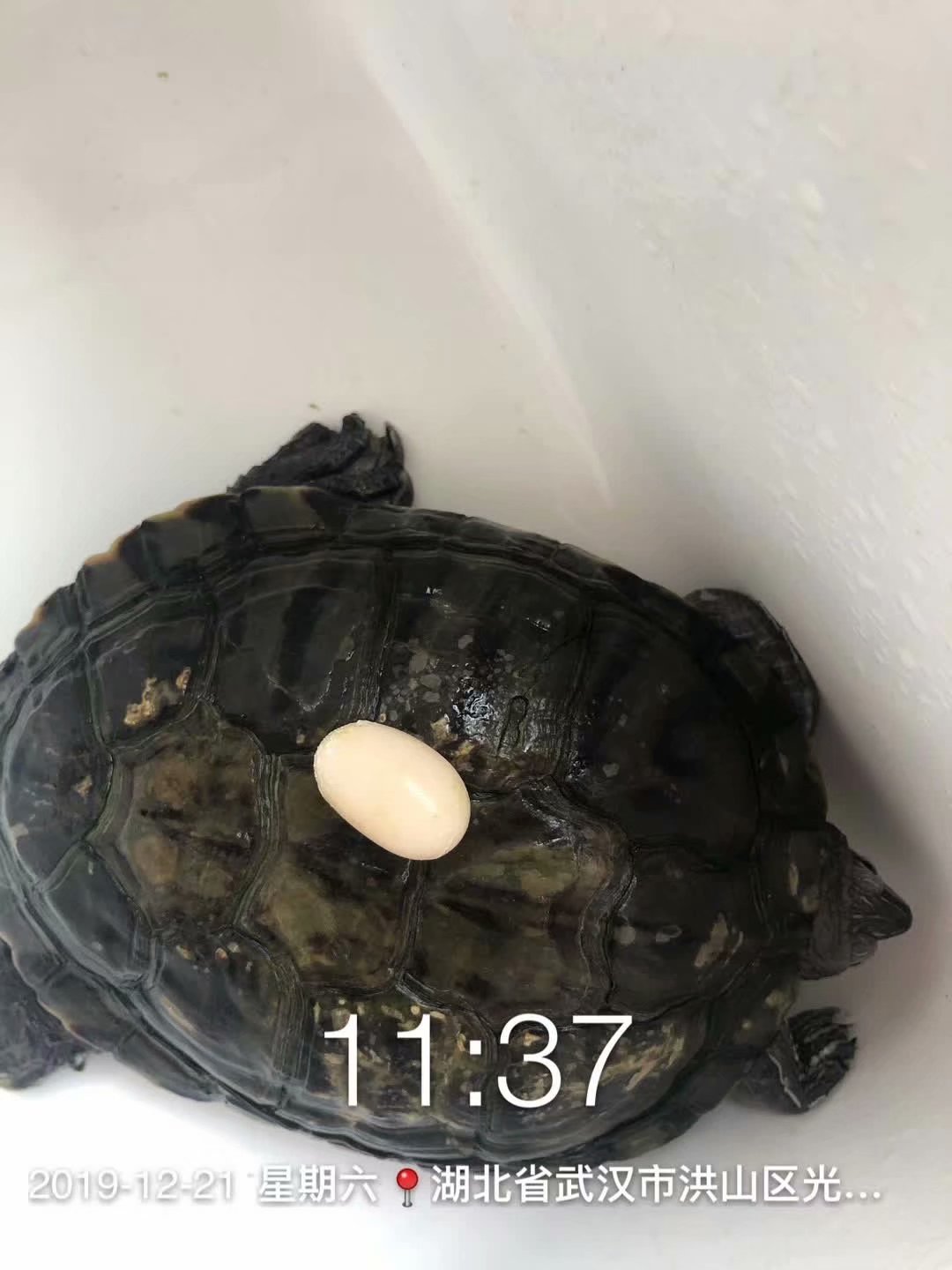 日本老人养一只大乌龟,养12年的大乌龟被找到