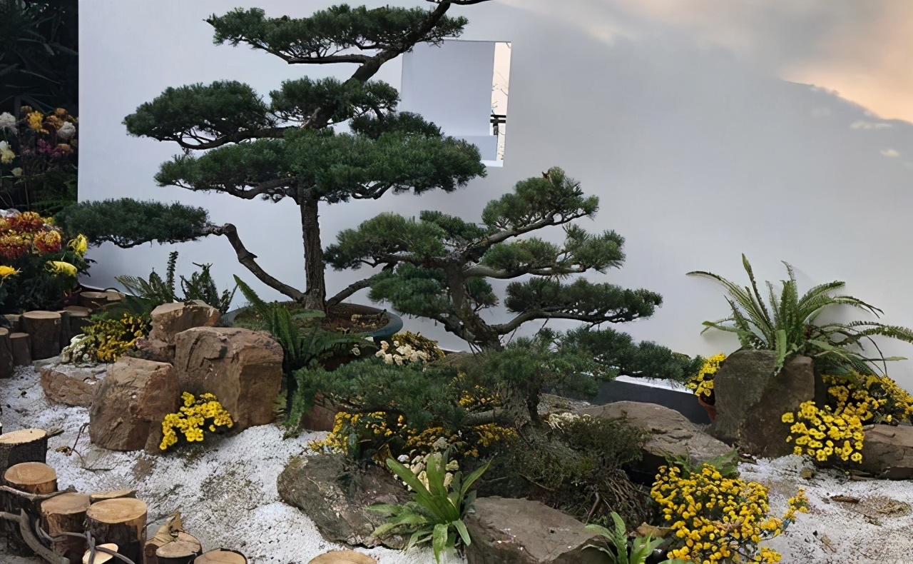 松柏翻盆时候盆面青苔要去除吗,松柏类树的换土方法