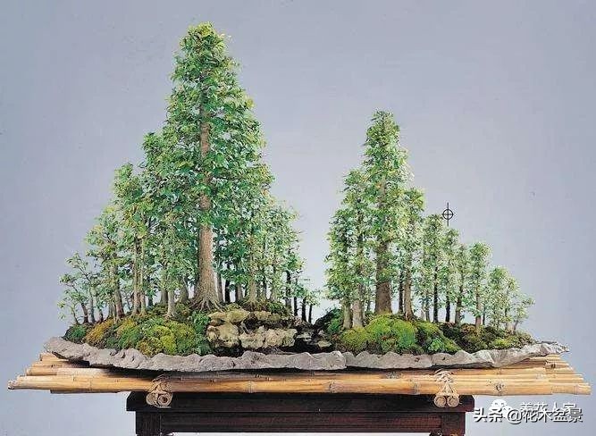 从盆景小白到终身爱好,初学者养盆景少走坑