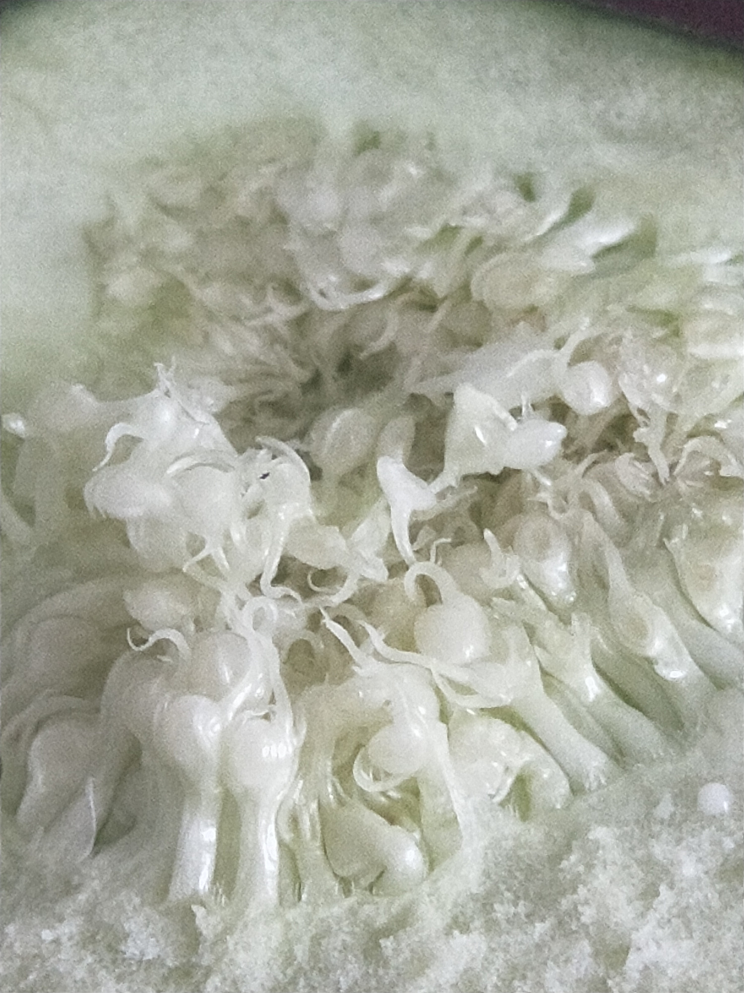 无花果是有核水果吗,无花果是无糖水果吗