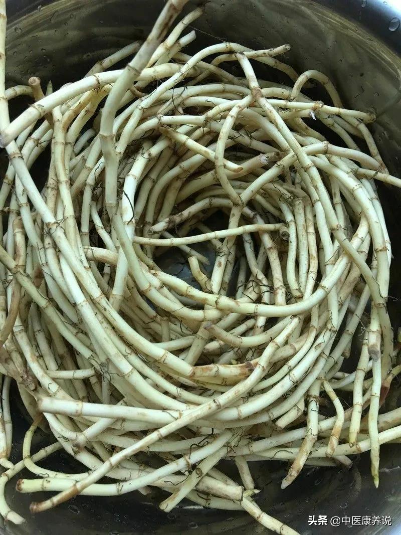 #药食同源篇#第六十八课“天然抗生素”鱼腥草