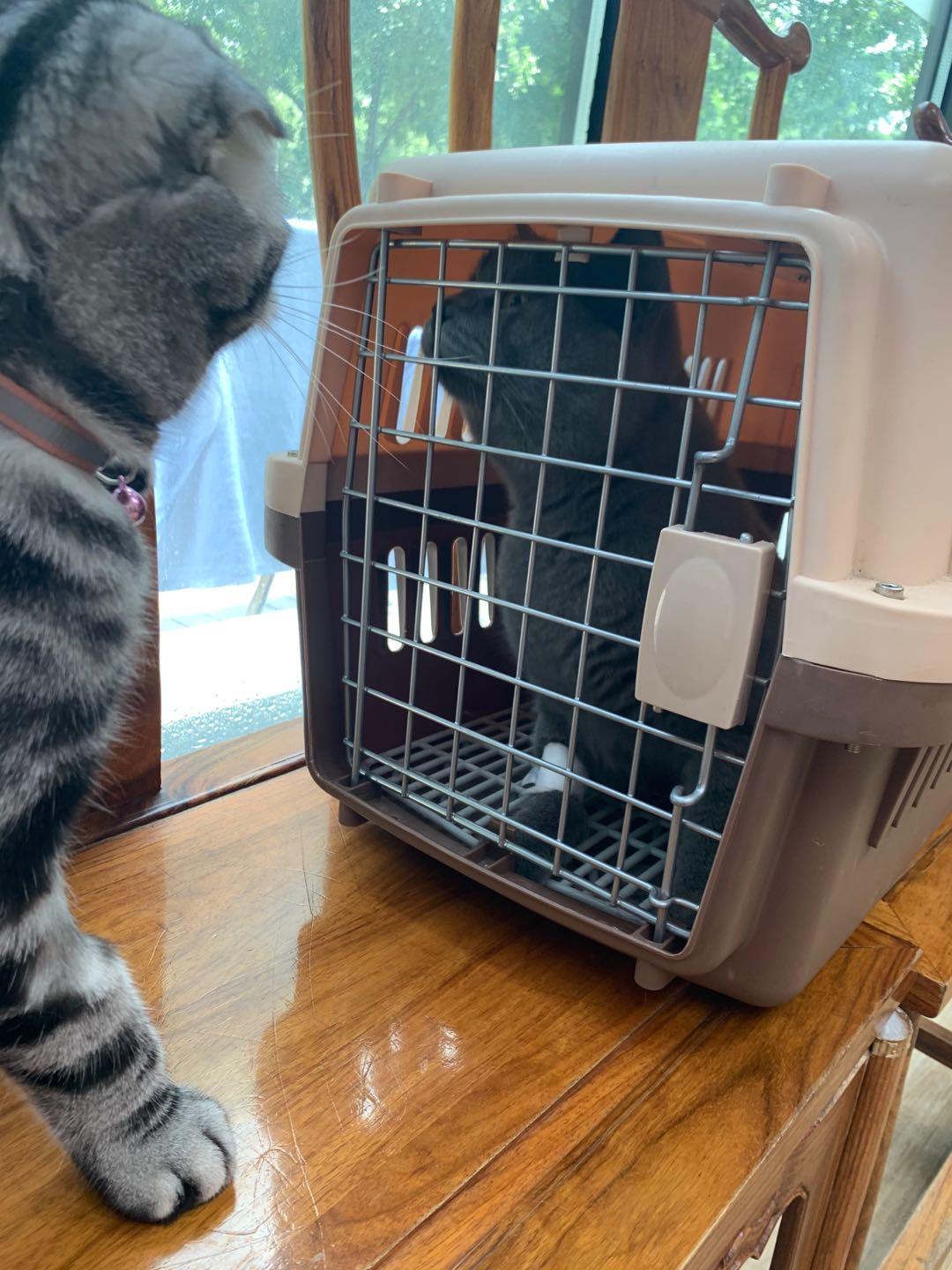 英短蓝白母猫最佳绝育年龄,英短蓝猫小奶猫的成长历程