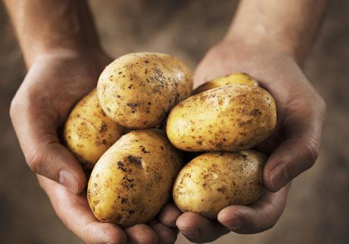 马铃薯高产栽培及病虫害防治技术,马铃薯高产栽培新技术探讨总结