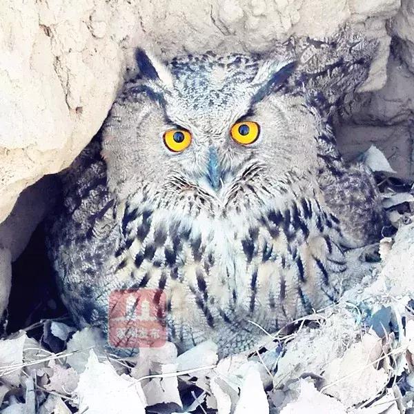 今天！涿州人都在传这段3分钟的“大鸟”视频，朋友圈都炸锅了……