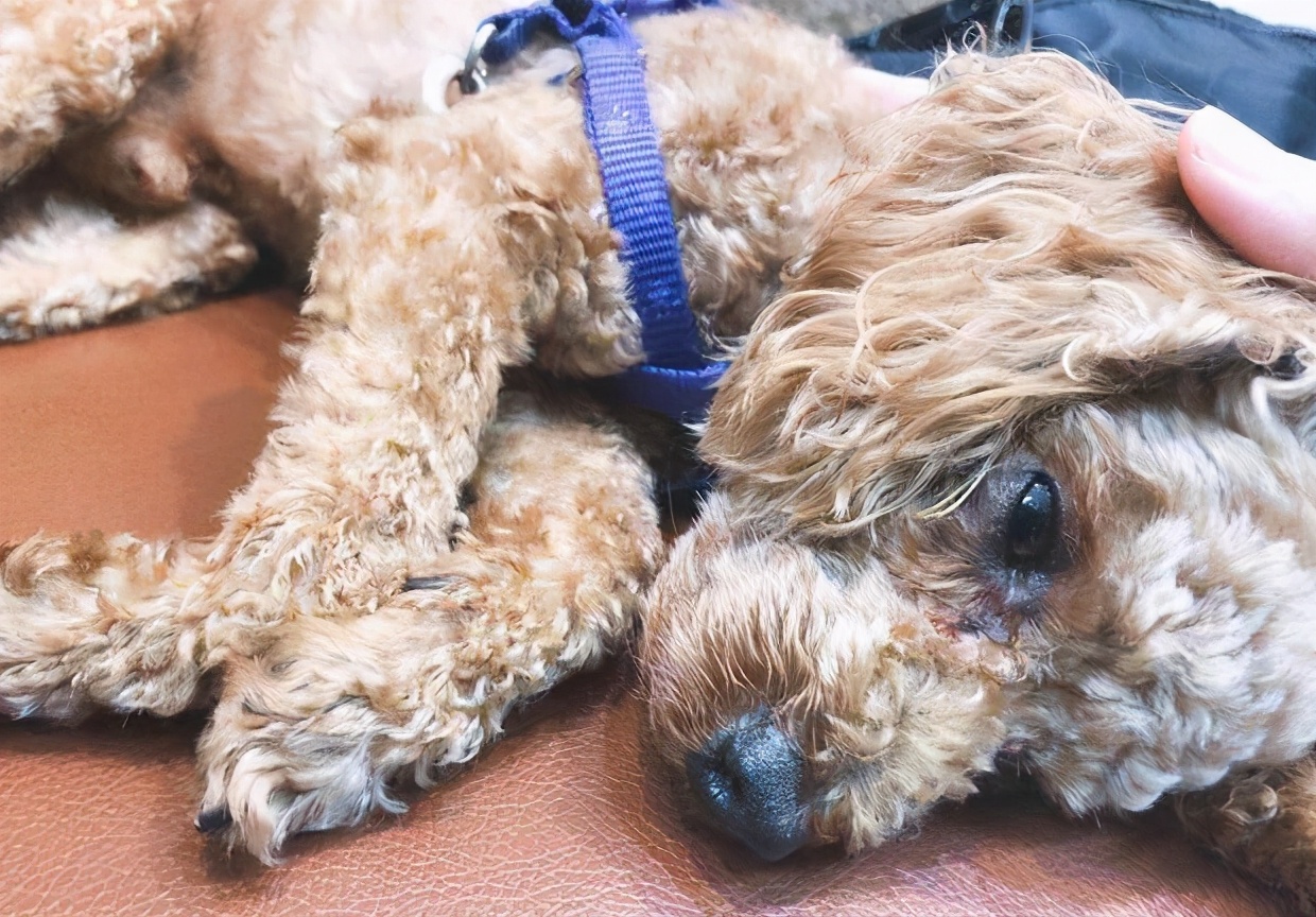 对付挑食泰迪的绝招,怎么解决泰迪挑食的问题